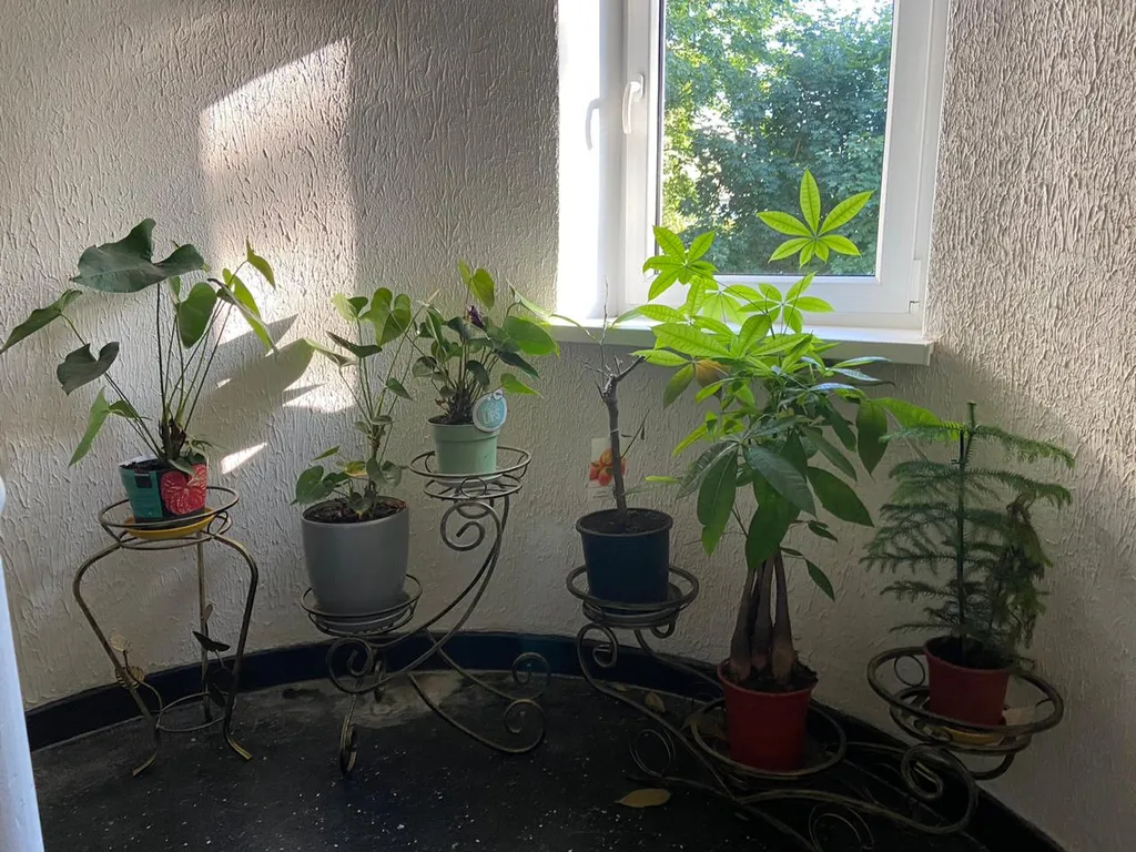 Квартира Уютная квартира в центре города рядом с морем — Светлогорск