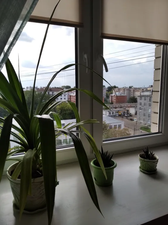 Флагмания 3d