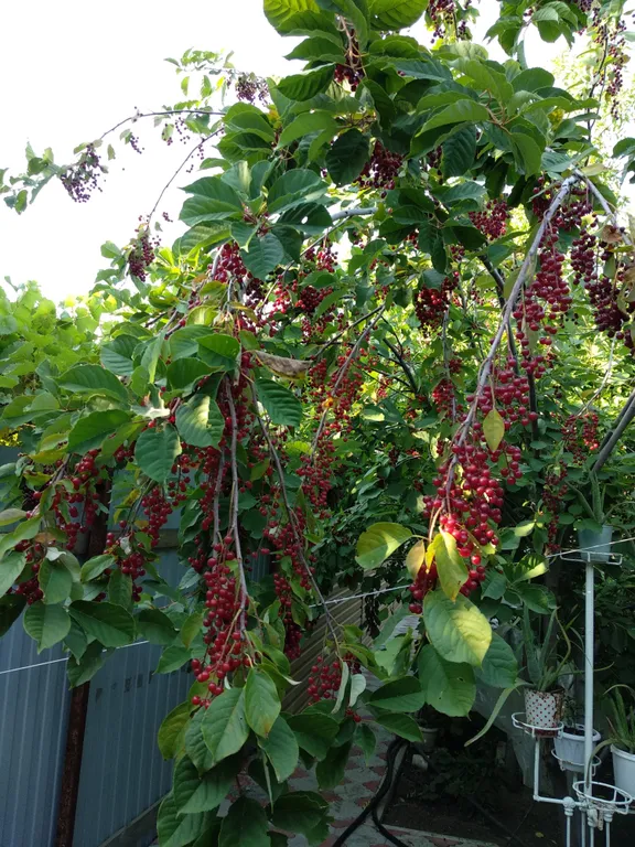 Дом комфорт