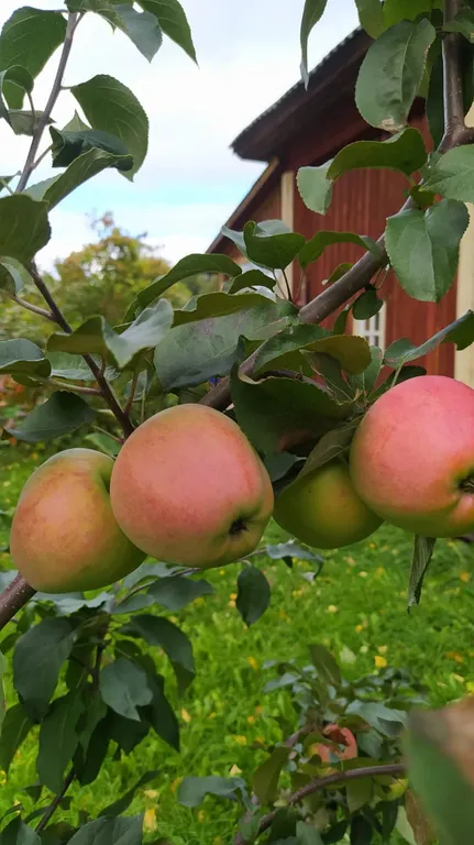 Дом под солнцем