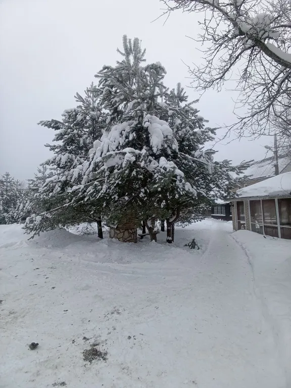 Светлый дом