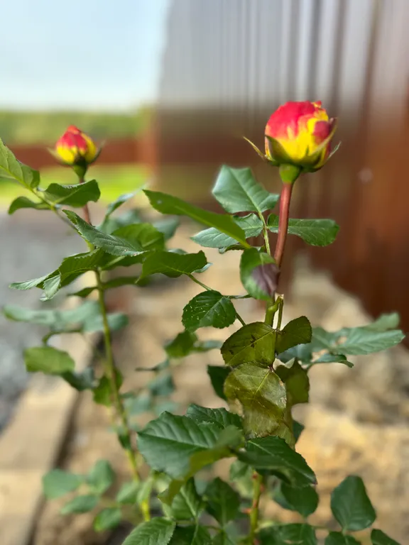 Коттедж Уютный дом Ladoga — Санкт-Петербург