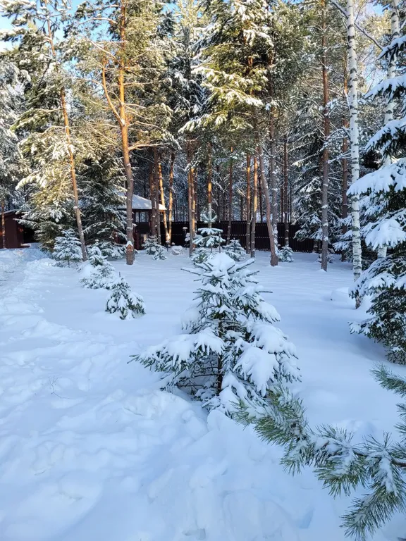 Дом в сосновом лесу
