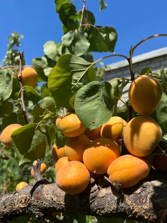 Этаж под ключ в зеленом дворе