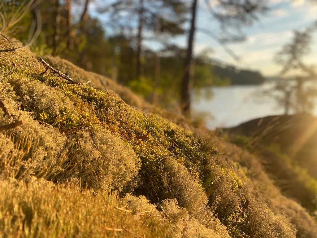 Берлога люкс, коттедж с банным чаном для отдыха с видом на лес и скалы