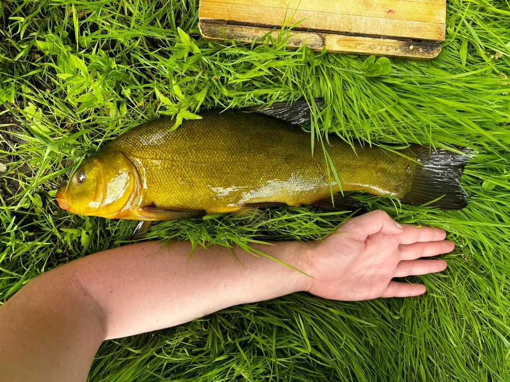 В большом доме 1/2 часть первого этажа