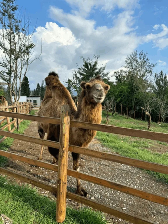 Большой домик в глэмпинге эко-ферма Гуляй поле