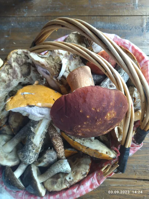 Гостевой дом Лось