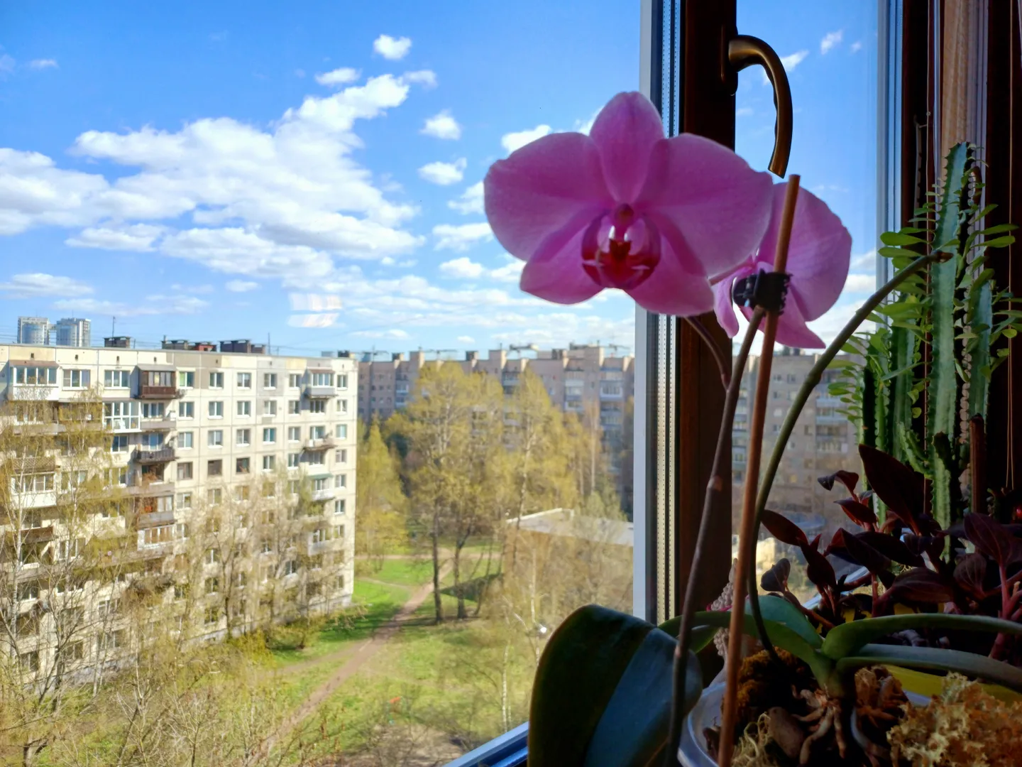 Кухня: вид из окна за чашечкой кофе