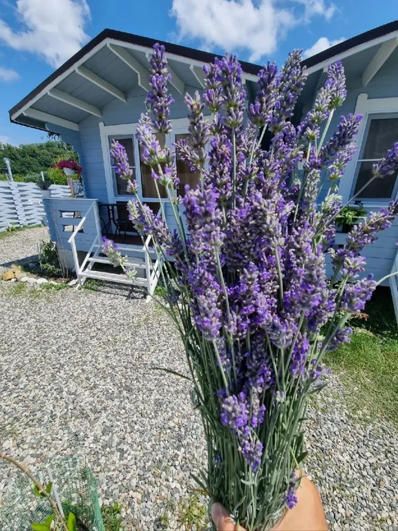 Коттедж 1-комнатный Дом — аренда посуточно в Лдзаа