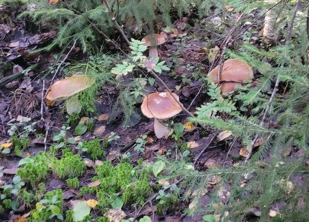 Уютный домик с сауной у реки