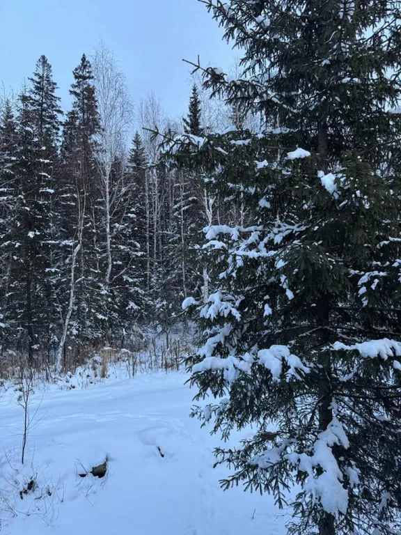 Волчье Логово, комфортный уединённый дом в лесу