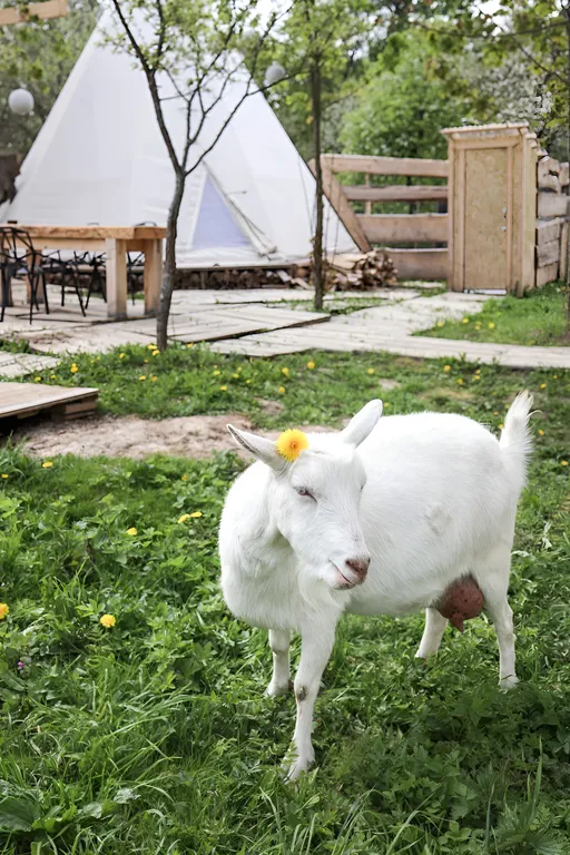 Домик с качелью на семейной мини-ферме фазенда