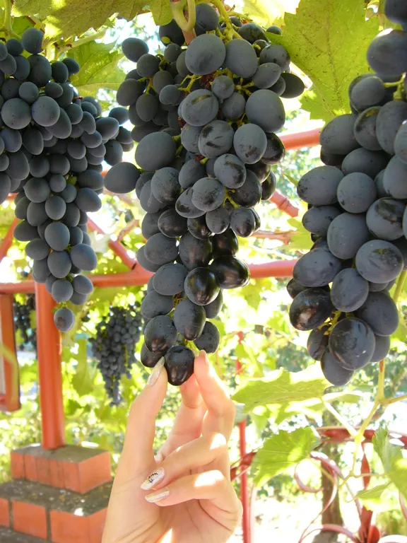 Азовские встречи