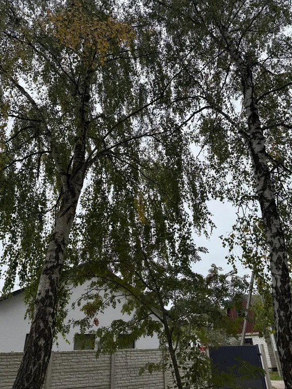 Коттедж белая береза