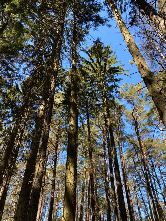 Квартира Квартира на озере рядом с лесом — Светлогорск