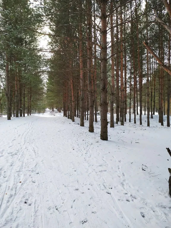 Новая квартира Лесные аллеи