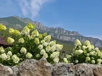 Нелли Калоева