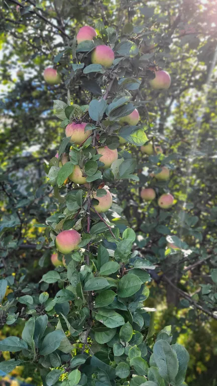 Дачный домик 2 Tiny white house