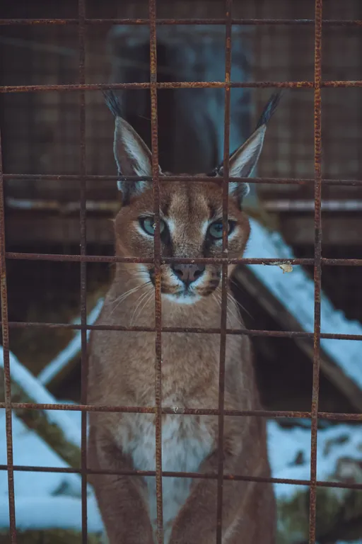 Дом с каракалами, банeй на дpовax, мангалом и казaном