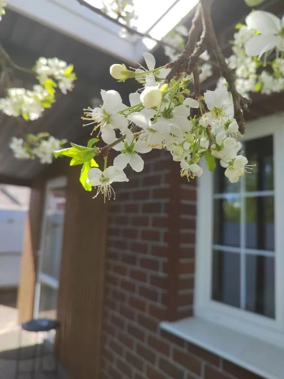 Большой дом