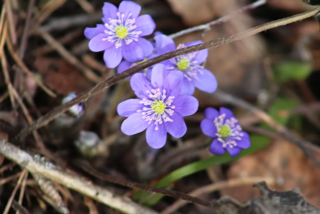 Коттедж Тёплый коттедж с баней на очень большой уединённой территории — Кротово