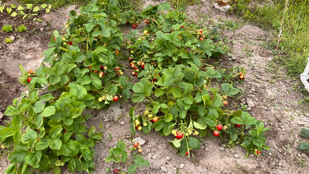 ЭкоДом - Жемчужина Балтики с Мини-Садом