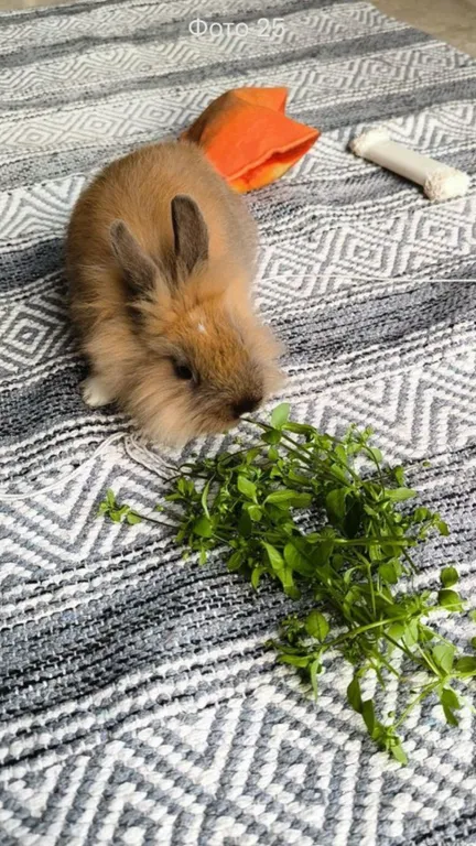 Коттедж Эко-дом в тихом месте с мини-фермой — Морской