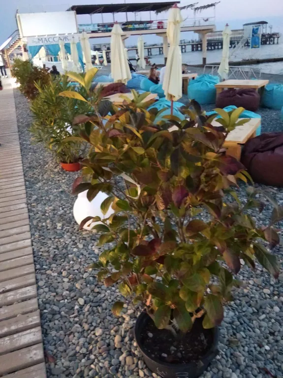 Квартира Квартира Студия в новом доме возле океанариума — Адлер