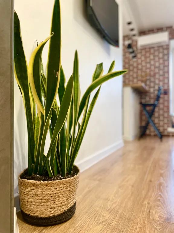 Квартира Студия в центре с видом на реку Великую — аренда посуточно в Псков