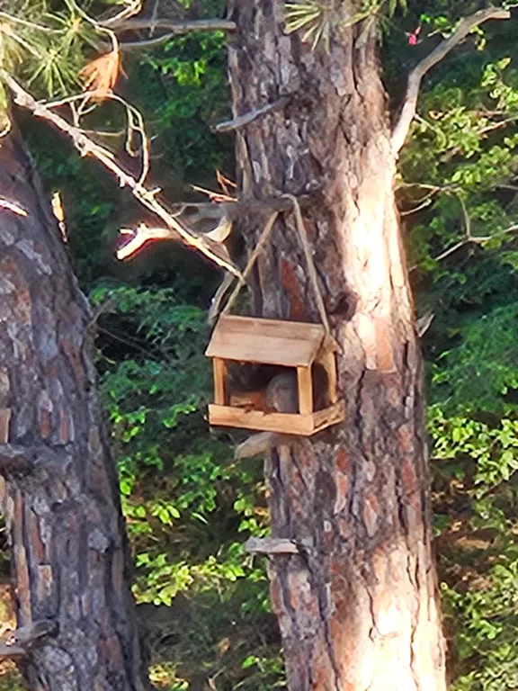 Квартира Апартаменты "Лес и Море" с видом на сосновый лес в живописном районе — Геленджик