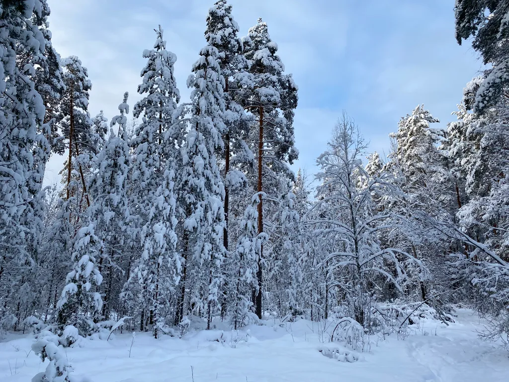 Сосновый Бор