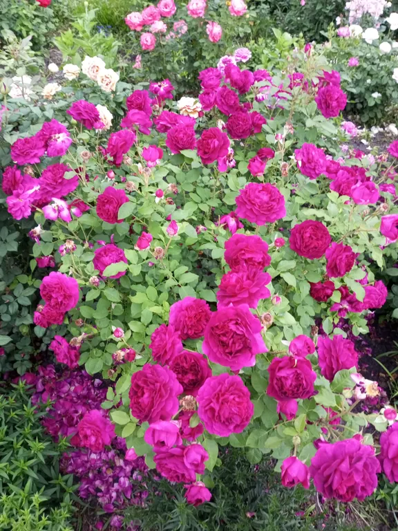 Уютная дача посуточно для семейного отдыха, ночлега