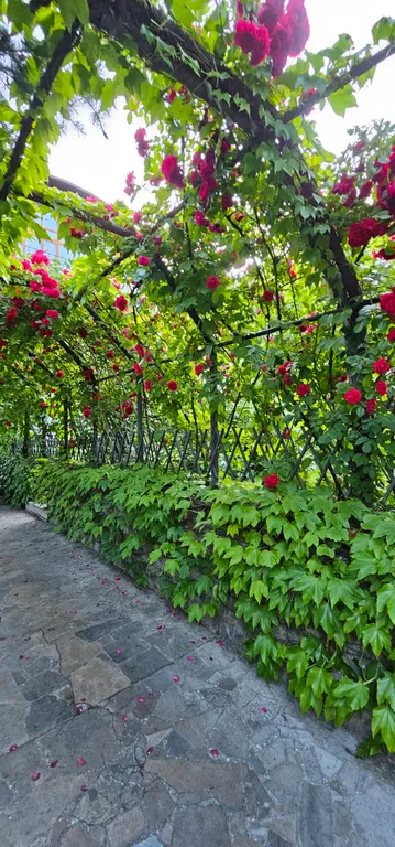 Солнце Ялты