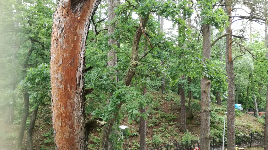 Квартира Квартира Студия у озера Тихое — Светлогорск