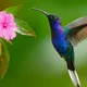 colibri-apartments