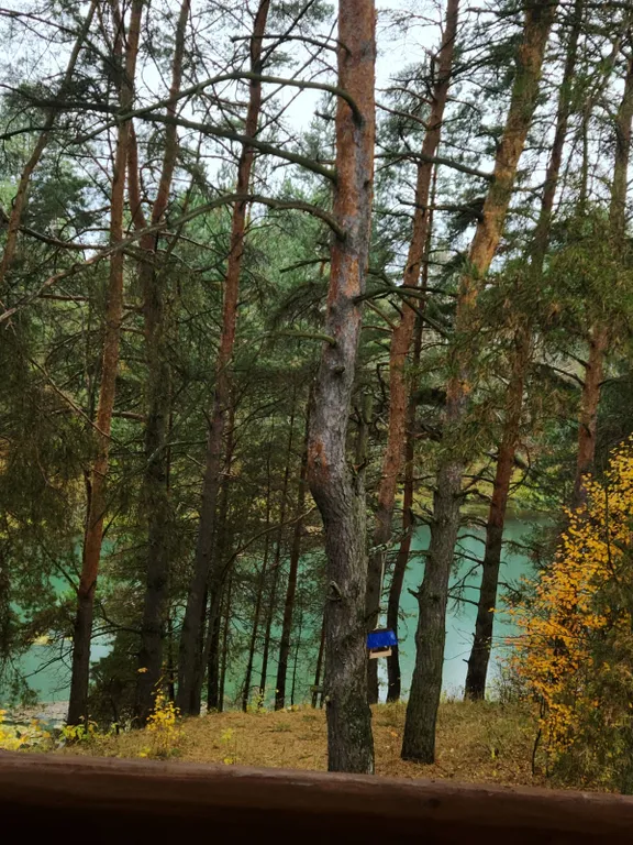 Уютный дом с баней и купелью в сосновом бору