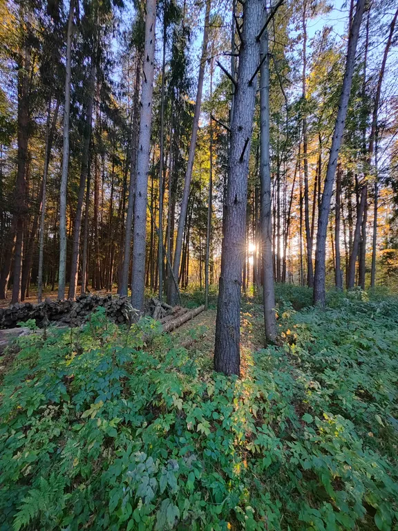Стильный Барнхаус со вторым светом с видом на сосновый лес