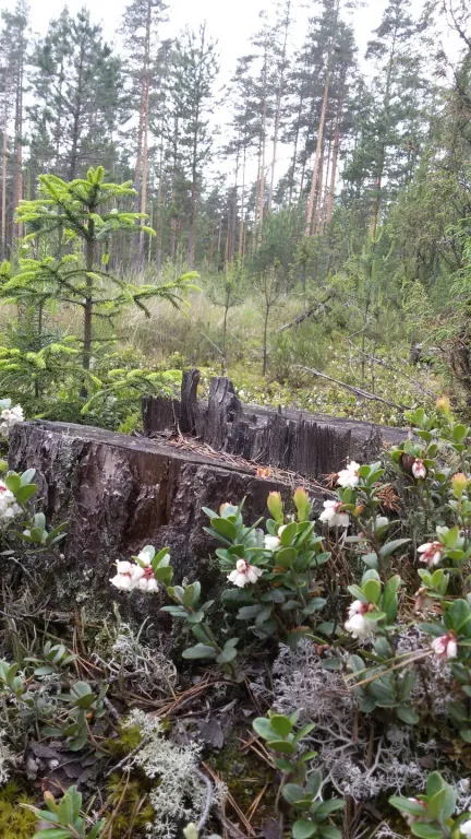 Дом на реке Молога