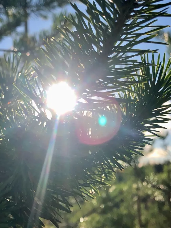 Уютная квартира в лесном посёлке в 64 километрах от Мурманска