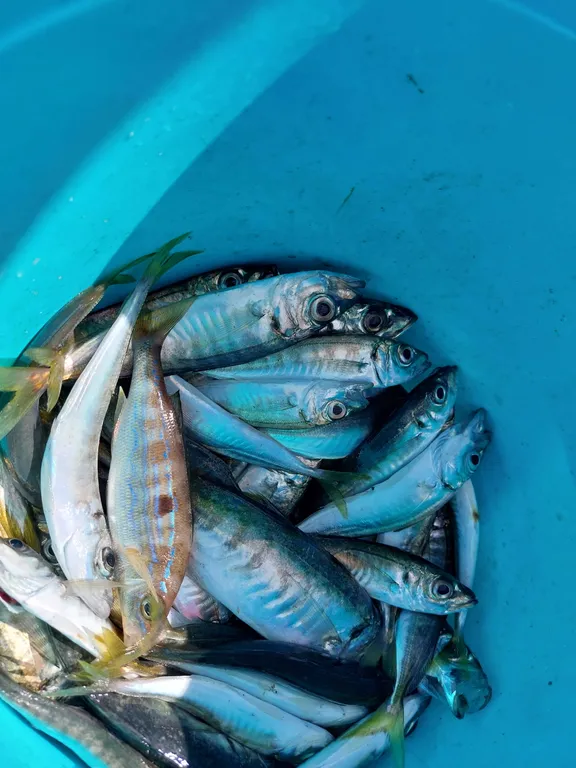 Апартамент в Симеизе с видом на море и большой собственной террасой.