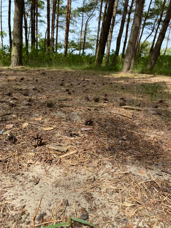 Квартира Квартира Первая линия у моря — Зеленоградск