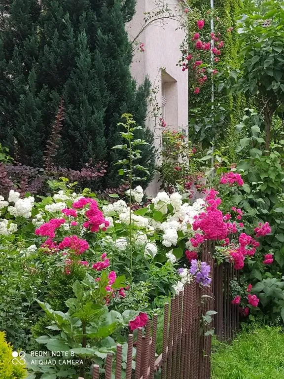 Прусский Кот  (в историческом районе Ratshof на границе с Amalienau)