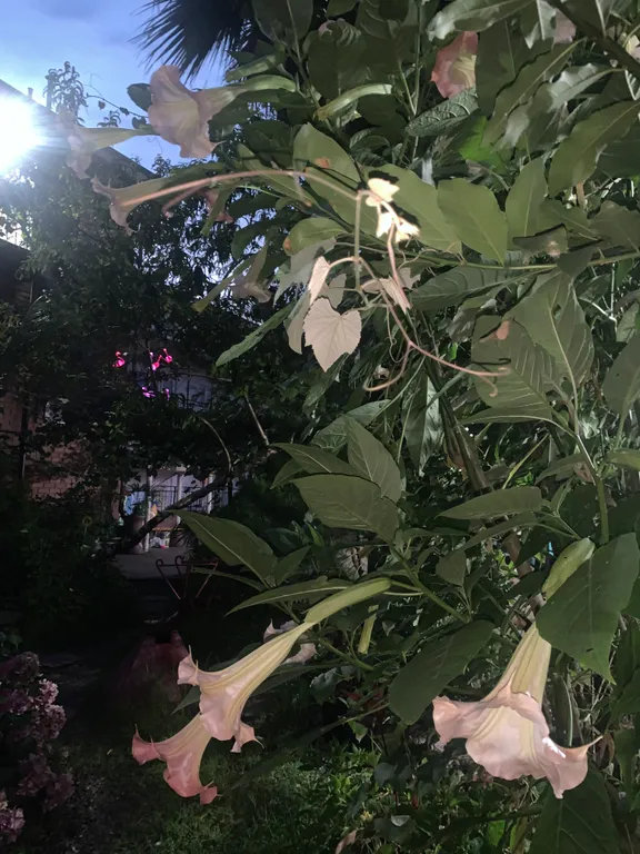 Квартира Комната — Адлер