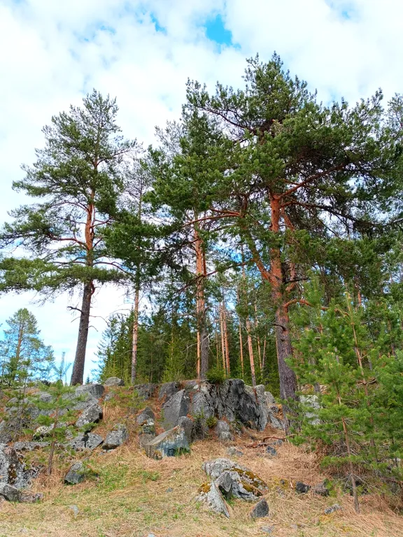 Уютный гостевой дом в лесном просторе