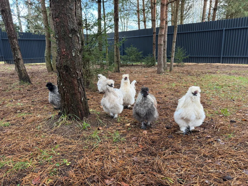 Дом-баня Ёлки