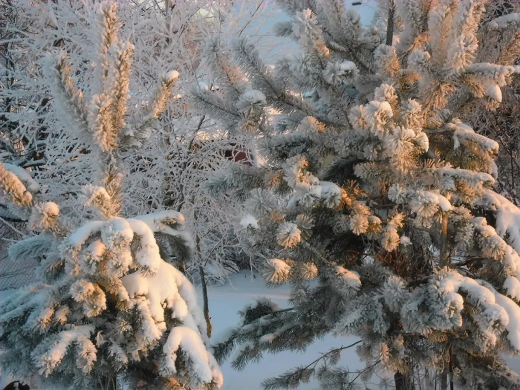 Эко дом в лесу