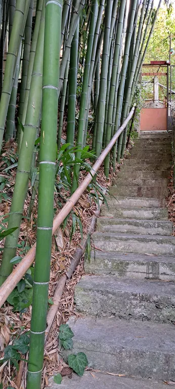 Дом в бамбуках в 500 метрах от моря