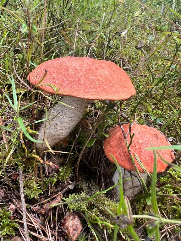 Коттедж Ладога Life — Коккорево