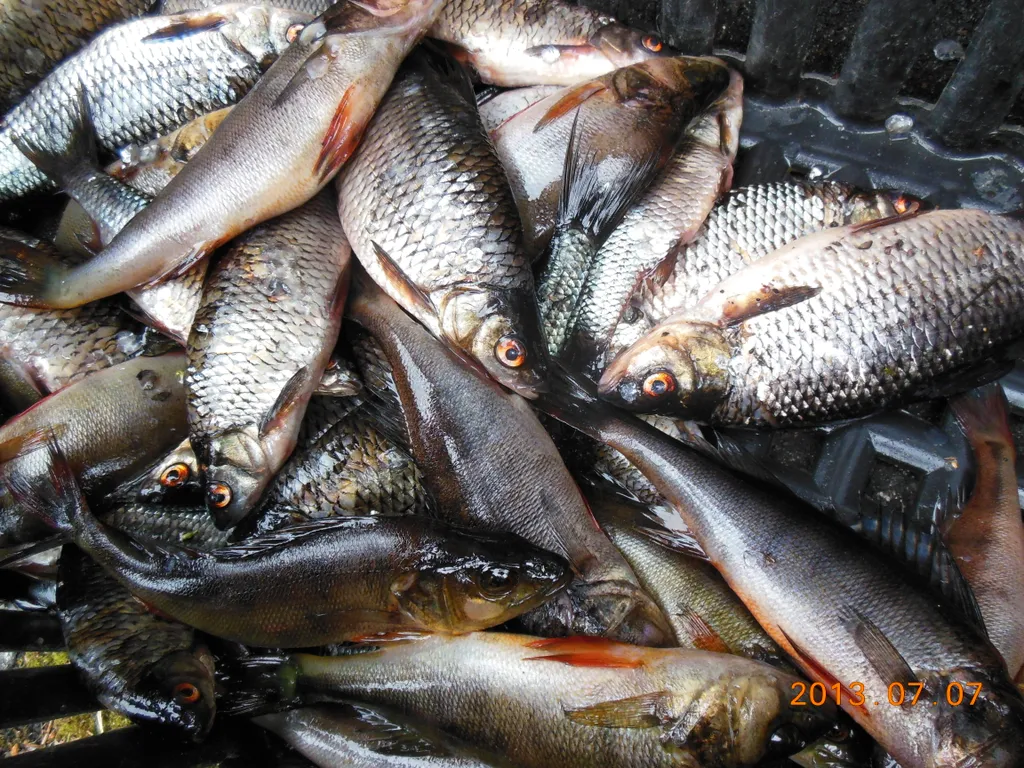 Дом на берегу с баней и лодкой